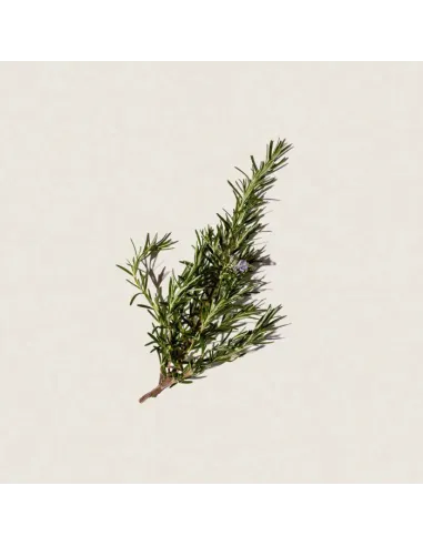 Rosemary Alcohol 150 ml