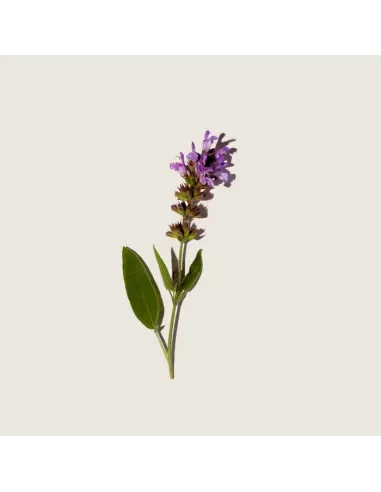 Sage Purifying Water 100 ml