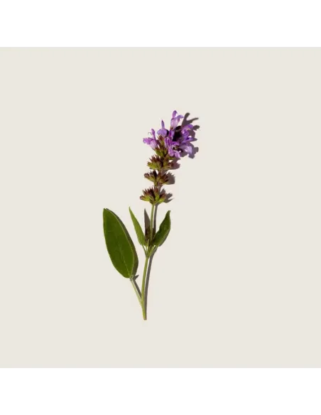 Sage Purifying Water 100 ml